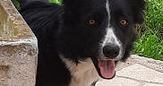 Ella a rejoint le concours — aidez-le/la à gagner de superbes lots ! animal, black_and_white, border_collie, canine, curious, dog, fence, grass, greenery, happy, leafy_plants, nature, outdoor, patio, pet, playful, side_view, stone, sunlight, tongue_out