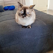 Louna a rejoint le concours — aidez-le/la à gagner de superbes lots ! cat, blue_eyes, fluffy, indoor, couch, furniture, pet, domestic_animal, gray, blue, face, floor_tile, cabinet, door, neck_pillow, animal, cute, sitting, quiet, home