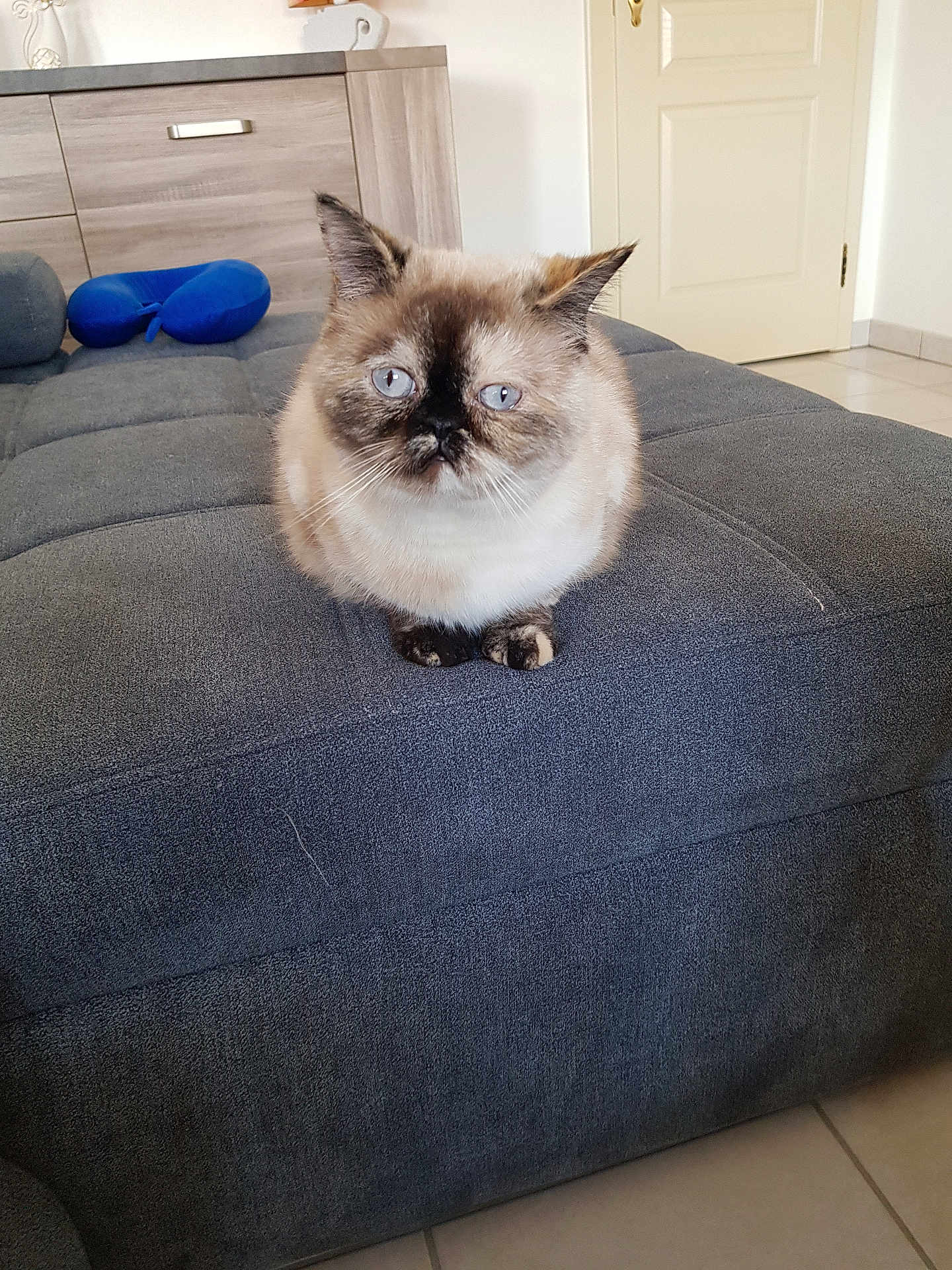 Louna a rejoint le concours — aidez-le/la à gagner de superbes lots ! cat, blue_eyes, fluffy, indoor, couch, furniture, pet, domestic_animal, gray, blue, face, floor_tile, cabinet, door, neck_pillow, animal, cute, sitting, quiet, home