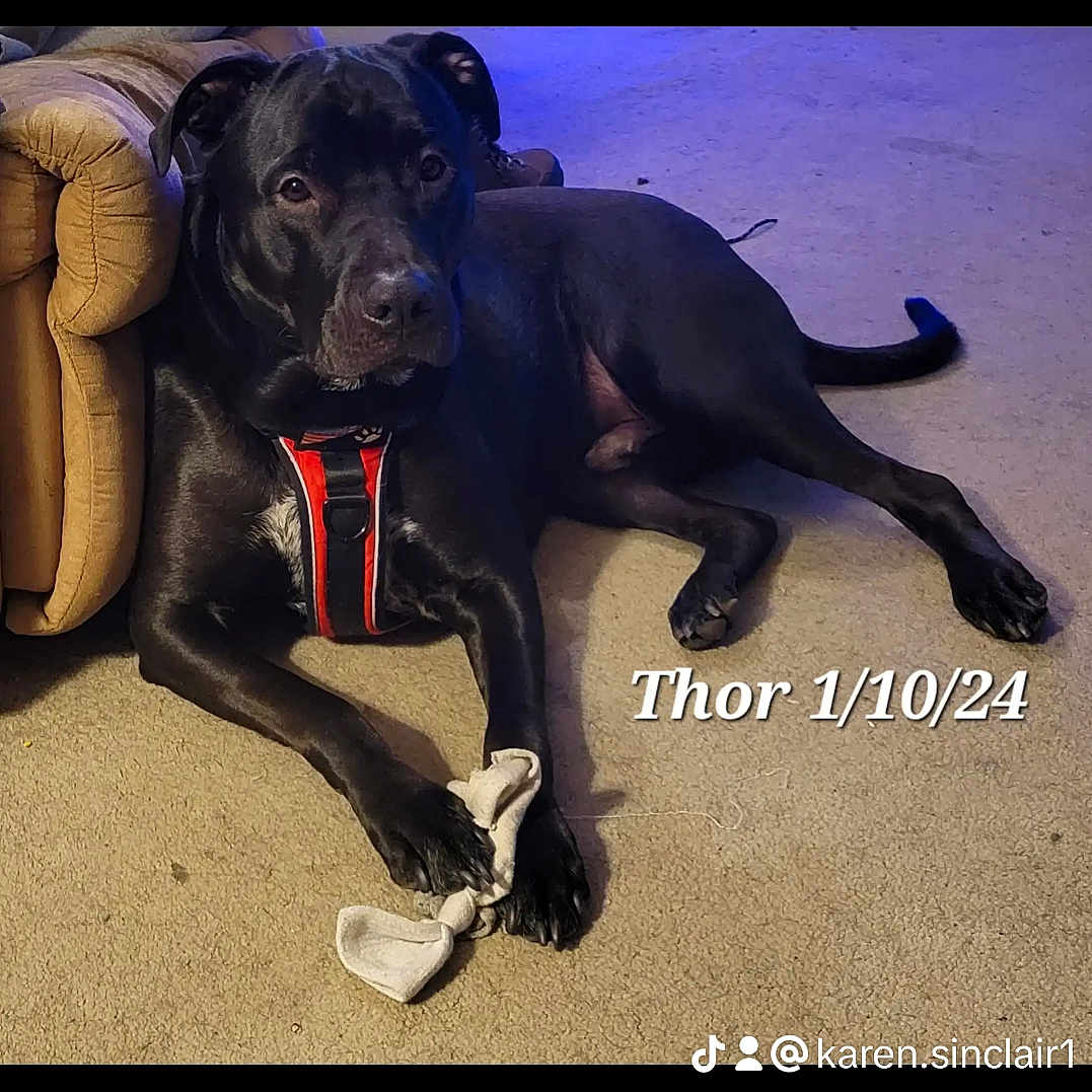 Thor is registered to the contest to win money with this photo: animal, ball, canine, chair, clothing, couch, dog, footwear, furniture, greatdane, indoors, labradorretriever, pet, puppy, runningshoe, shoe, sneaker, sport, tennis, tennisball