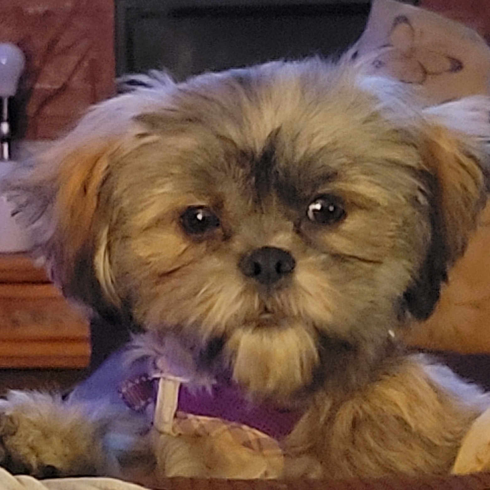 Khalessi is registered to the contest to win money with this photo: affenpinscher, animal, canine, couch, dog, drawer, furniture, indoors, interiordesign, pet, poodle, puppy, terrier, whitedog