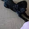 dog, black_dog, curly_fur, floor, tile_floor, indoor, pet, lying_down, looking_up, person, legs, feet, socks, pants, patterned_object, home, animal, companion, curious, blurry