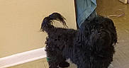Pookie is registered to the contest to win money with this photo: dog, black_dog, floor, tile_floor, wall, beige_wall, curious, indoor, pet, fur, tail, standing, blue_cloth, door, doorway, home, animal, companion, cute, messy_fur