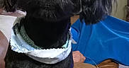 Pookie joined the competition — help win amazing prizes! animal, bandana, black_dog, blanket, cozy, cute, dog, door, ears, eyes, fur, furniture, home, indoor, leather_couch, pet, portrait, room, sitting, snout