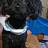 Pookie joined the competition — help win amazing prizes! dog, black_dog, pet, bandana, leather_couch, indoor, furniture, door, blanket, cozy, animal, cute, portrait, sitting, fur, ears, eyes, snout, home, room
