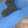 Pookie joined the competition — help win amazing prizes! dog, puppy, blue_blanket, indoor, pet, lying_down, fuzzy, grainy, dark_fur, collar, cozy, blurred, carpet, resting, cute, animal, small_dog, domestic, companion, sleepy