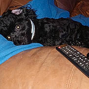 Pookie joined the competition — help win amazing prizes! dog, black_dog, collar, blue_blanket, brown_leather_couch, remote_control, indoor, pet, resting, curious, furniture, cozy, canine, living_room, domestic, animal, comfort, relaxing, close_up, casual