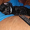 dog, black_dog, collar, blue_blanket, brown_leather_couch, remote_control, indoor, pet, resting, curious, furniture, cozy, canine, living_room, domestic, animal, comfort, relaxing, close_up, casual