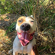 Taylor is registered to the contest to win money with this photo: animal, brown, canine, chain, closeup, collar, dog, fur, greenery, hand, happy, leaf, nature, outdoor, pet, shadow, smile, sunlight, tongue, white