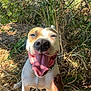 animal, brown, canine, chain, closeup, collar, dog, fur, greenery, hand, happy, leaf, nature, outdoor, pet, shadow, smile, sunlight, tongue, white