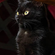 Amy a rejoint le concours — aidez-le/la à gagner de superbes lots ! black_cat, cat, pet, animal, feline, portrait, yellow_eyes, whiskers, fur, indoor, closeup, looking_away, mystical, soft_light, side_view, curious, domestic_cat, cute, fluffy, alert