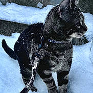 Maurice joined the competition — help win amazing prizes! cat, tabby, snow, leash, harness, outdoor, pet, animal, winter, curious, feline, fur, whiskers, ears, paw, nature, cold, side_view, domestic, young_cat