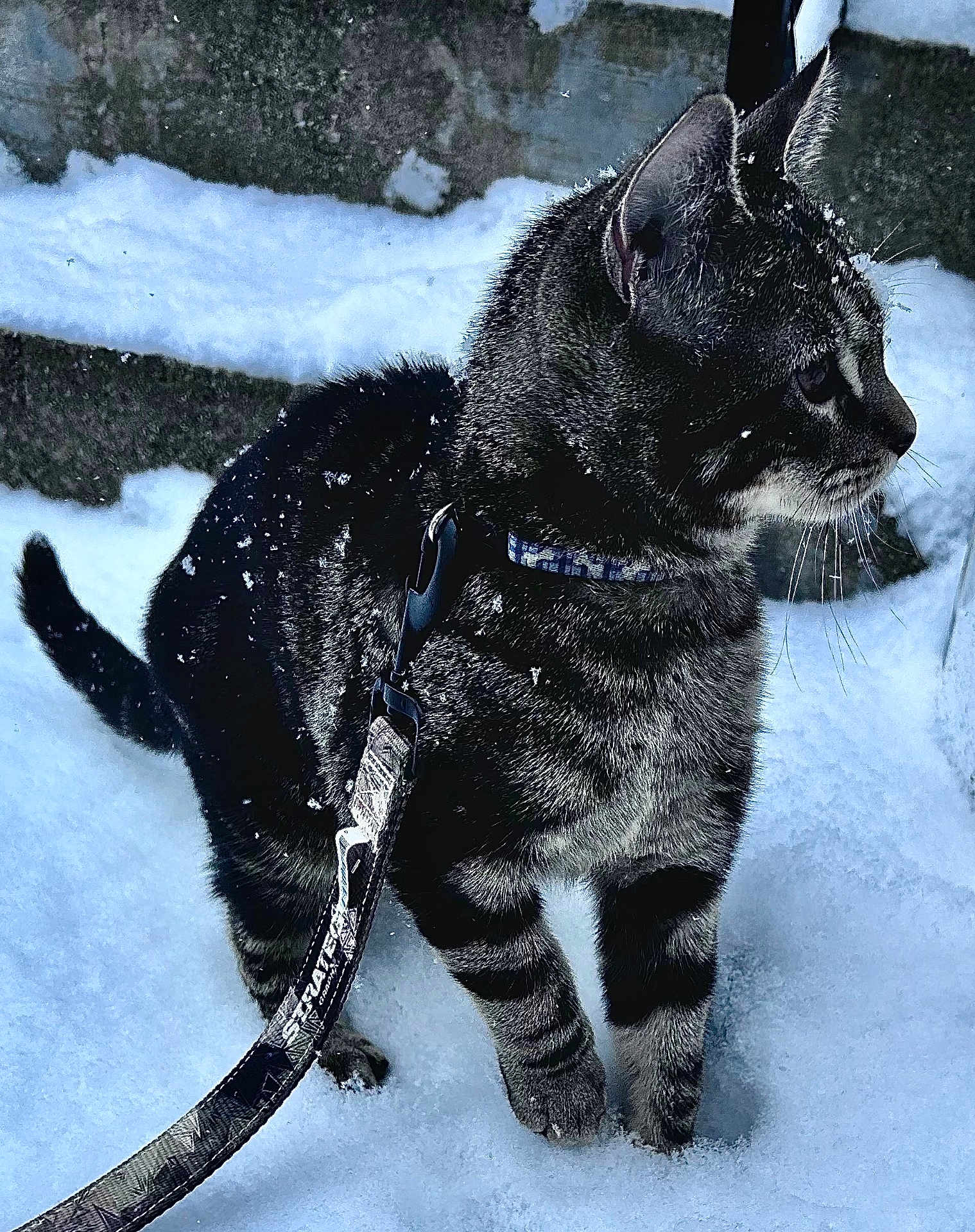 Maurice joined the competition — help win amazing prizes! cat, tabby, snow, leash, harness, outdoor, pet, animal, winter, curious, feline, fur, whiskers, ears, paw, nature, cold, side_view, domestic, young_cat