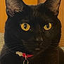 black_cat, close_up, yellow_eyes, cat_collar, flower_tag, pet, animal, indoor, portrait, whiskers, feline, cute, domestic_cat, curious, fur, cat_face, collar, red, tag, eyes