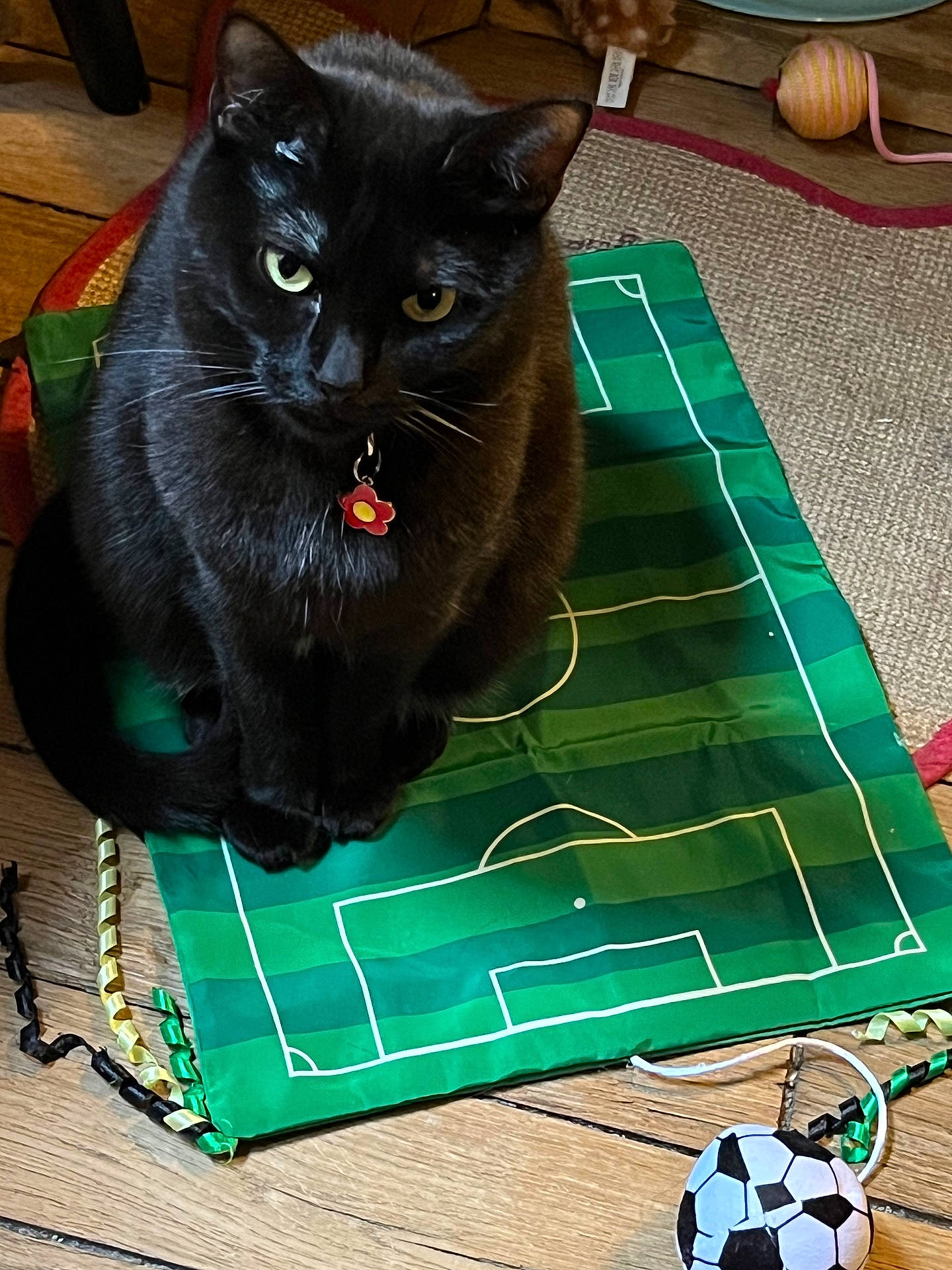 Choupette participe au concours pour gagner de l'argent avec cette photo : animal, black_cat, cat, close_up, collar, curious, domestic_cat, feline, floor, flower_charm, green_mat, home, indoor, pet, playful, sitting, soccer_ball_toy, striped_mat, toy, wooden_floor