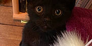 Choupette a rejoint le concours — aidez-le/la à gagner de superbes lots ! kitten, black_cat, toy_mouse, curious, wide_eyes, purple_surface, dvd_shelf, wooden_floor, indoor, pet, feline, small_animal, playful, close_up, young_cat, fur, whiskers, ears, looking_up, domestic_cat
