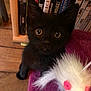 kitten, black_cat, toy_mouse, curious, wide_eyes, purple_surface, dvd_shelf, wooden_floor, indoor, pet, feline, small_animal, playful, close_up, young_cat, fur, whiskers, ears, looking_up, domestic_cat