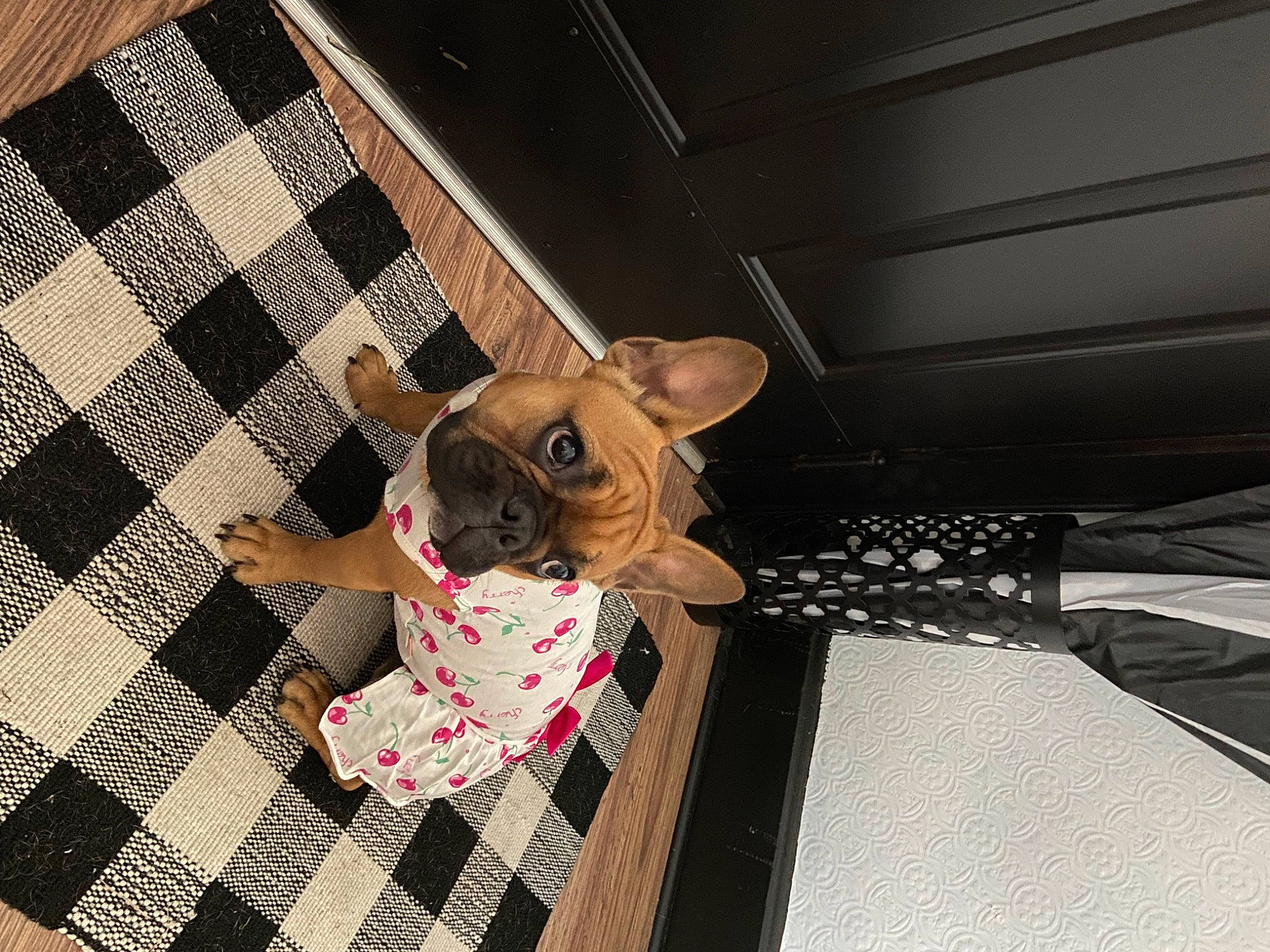 Pumpkin joined the competition — help win amazing prizes! bag, carnivore, comfort, companion_dog, dog, dog_breed, dog_clothes, dog_supply, eyewear, fawn, floor, flooring, pattern, pet_supply, plaid, snout, sunglasses, tartan, toy_dog, working_animal