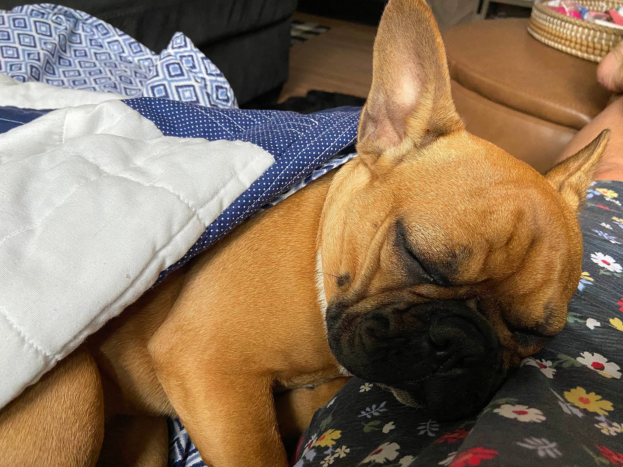 Pumpkin is registered to the contest to win money with this photo: bulldog, canidae, carnivore, chest, comfort, companion_dog, dog, dog_breed, ear, fawn, linens, mechanical_fan, nap, snout, sporting_group, terrestrial_animal, toy_dog, whiskers, working_animal, wrinkle