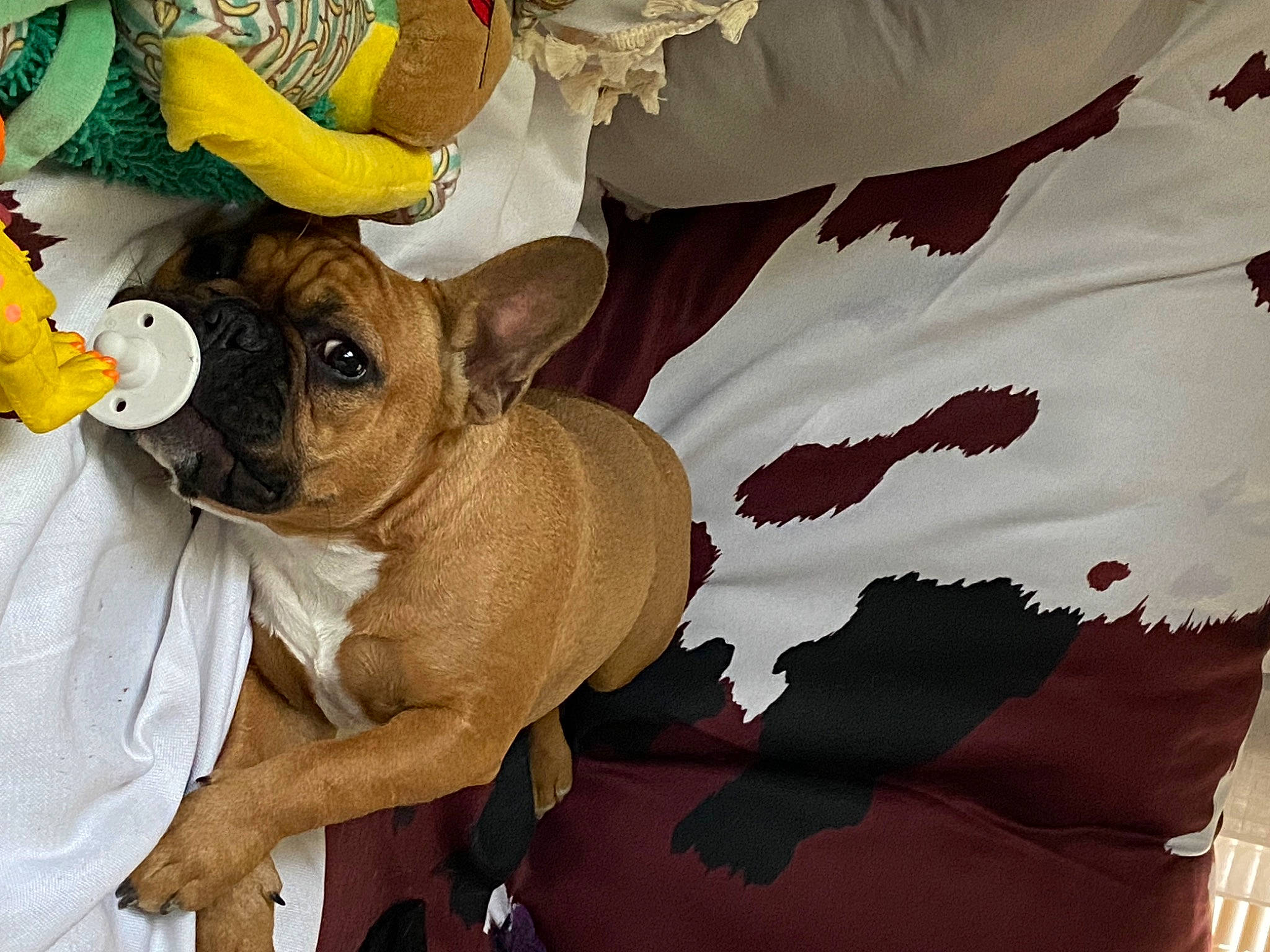 Pumpkin is registered to the contest to win money with this photo: canidae, carnivore, chihuahua, comfort, companion_dog, dog, dog_breed, dog_clothes, dog_supply, fawn, linens, paw, pet_supply, pug, puppy_love, snout, sporting_group, toy_dog, whiskers, working_animal