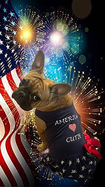 Pumpkin is registered to the contest to win money with this photo: art, canidae, carnivore, companion_dog, dog, dog_breed, dog_supply, entertainment, event, fawn, flag_of_the_united_states, hat, holiday, light, party_hat, party_supply, performing_arts, public_event, snout, toy_dog