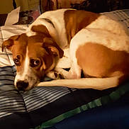 Apollo is registered to the contest to win money with this photo: bed, blanket, brown_and_white, canine, carpet, cozy, curled_up, dog, domestic_animal, ears, fur, furniture, indoor, looking_up, pet, resting, room, sleepy, striped_bedspread, tail
