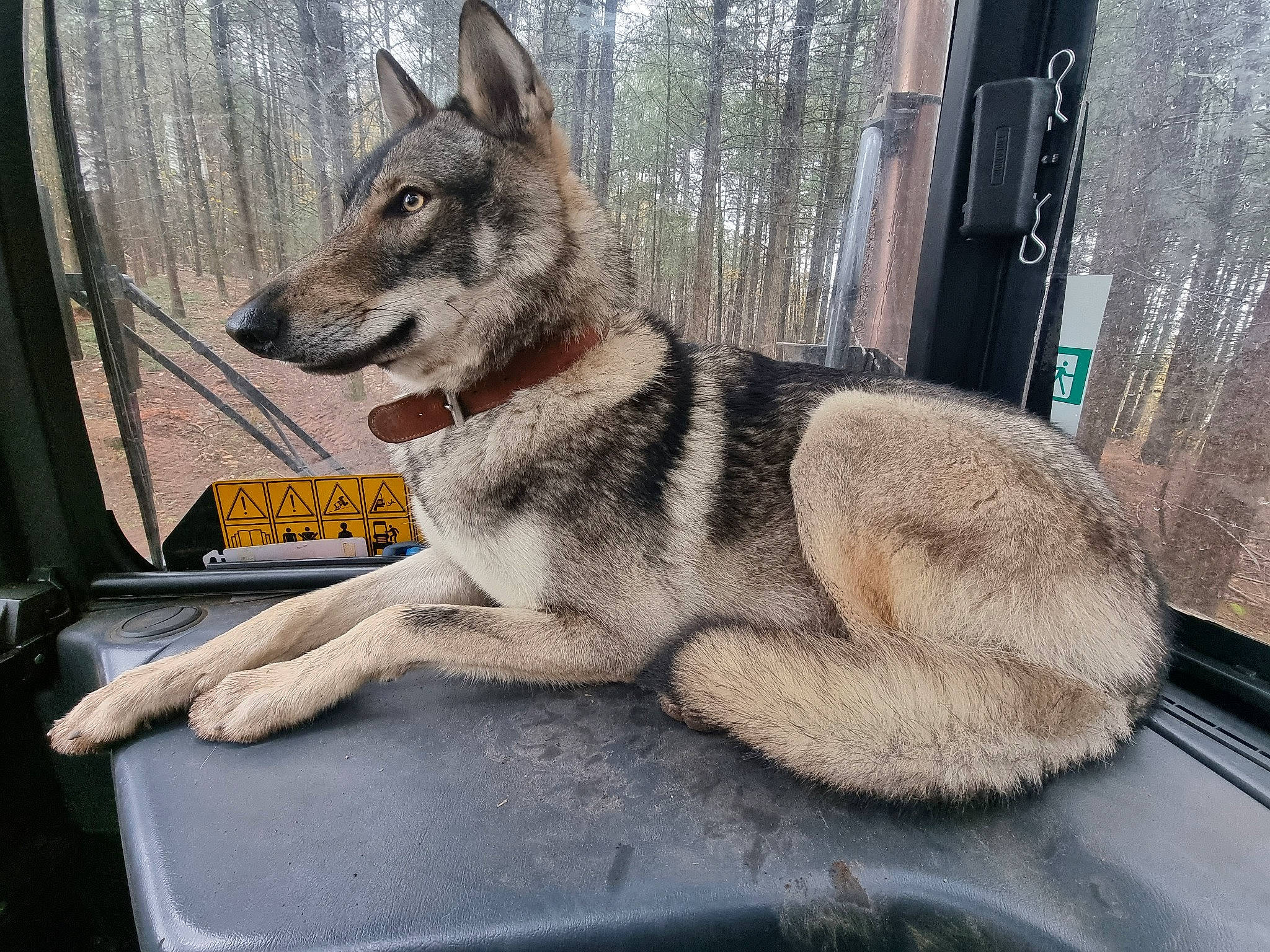 Tokyo a rejoint le concours — aidez-le/la à gagner de superbes lots ! ancient_dog_breeds, canidae, canis, carnivore, dog, dog_breed, east_european_shepherd, fur, grey, motor_vehicle, snout, terrestrial_animal, vehicle, wildlife, windshield, wolf, working_animal, working_dog