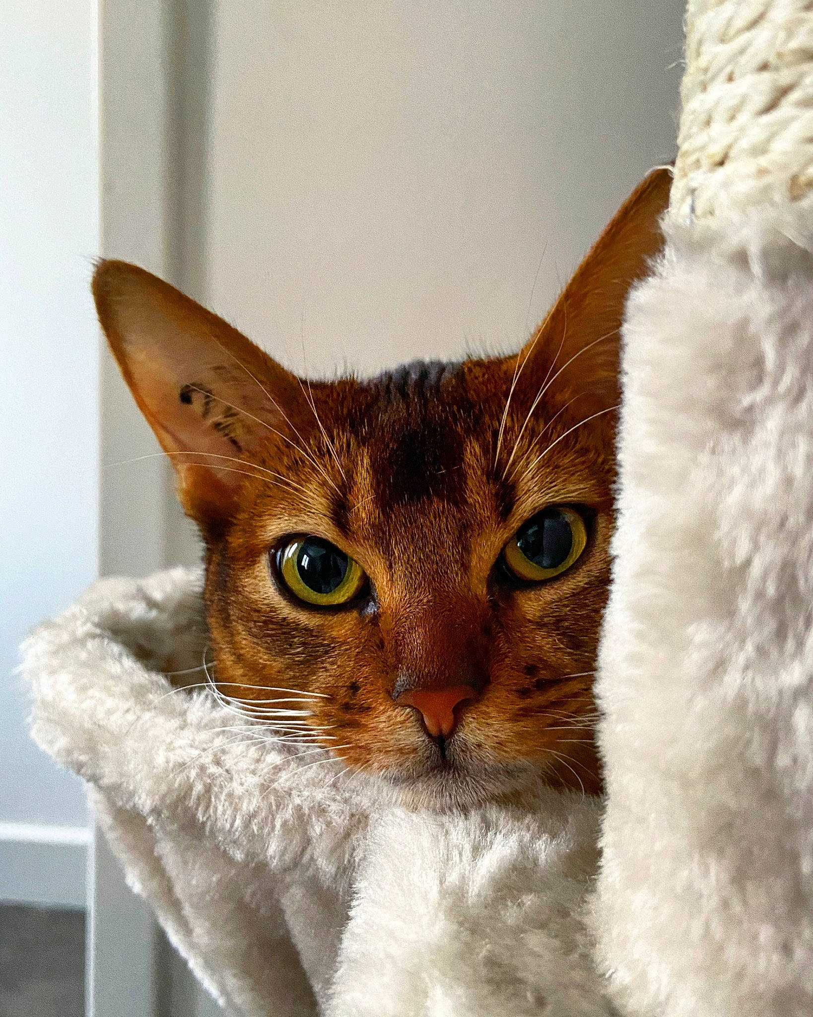 Rebelle participe au concours pour gagner de l'argent avec cette photo : carnivore, cat, cat_supply, claw, comfort, domestic_short_haired_cat, ear, fawn, felidae, fur, head, paw, pet_supply, small_to_medium_sized_cats, snout, tail, whiskers, window
