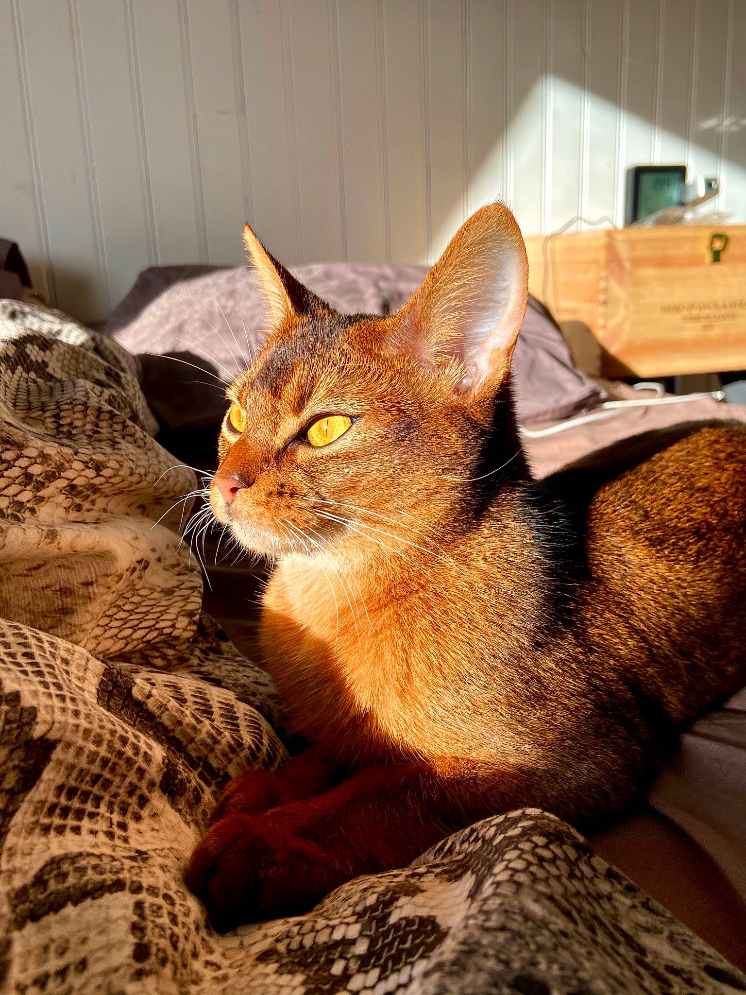 Rebelle a rejoint le concours — aidez-le/la à gagner de superbes lots ! box, carnivore, cat, claw, comfort, domestic_short_haired_cat, fawn, felidae, fur, houseplant, linens, nap, shipping_box, small_to_medium_sized_cats, snout, tail, terrestrial_animal, whiskers, wildlife, wood