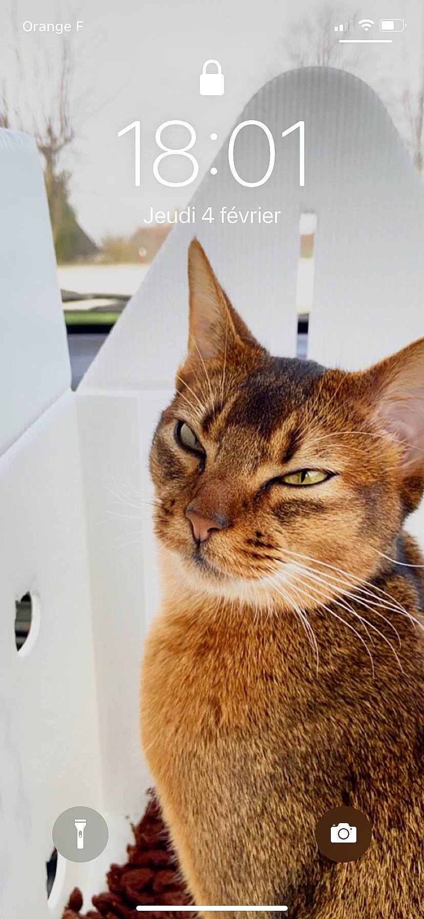 Rebelle a rejoint le concours — aidez-le/la à gagner de superbes lots ! carnivore, cat, domestic_short_haired_cat, felidae, font, fur, paper_product, photo_caption, rectangle, small_to_medium_sized_cats, snout, terrestrial_animal, tree, whiskers, wildlife, window, wood