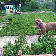 Lady joined the competition — help win amazing prizes! backyard, bush, dog, grass, greenery, happy_dog, nature, outdoor, person, pet, playground, playhouse, purple_collar, sidewalk, smiling_dog, summer, sunlight, tree, walking, yard