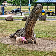 Candy is registered to the contest to win money with this photo: animal, car, daytime, dog, grass, grass_field, leisure, nature, outdoor, park, people, pet, picnic_tables, pink_outfit, playground, rocks, sculpture, sidewalk, trees, wooden_sculpture