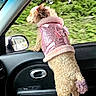 Candy is registered to the contest to win money with this photo: dog, car_interior, window, pink_jacket, curly_fur, side_mirror, water_bottles, blanket, greenery, door_panel, pet_clothing, travel, vehicle, looking_out, seat, curly_tail, daytime, road_trip, cute_pet, accessory