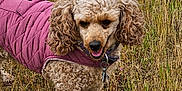 Candy is registered to the contest to win money with this photo: animal, canine, collar, curly_hair, cute, dog, field, friendly, fur, grass, happy, leash, mammal, nature, outdoor, pet, pink_jacket, portrait, summer, walking