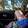 dog, car_interior, pet_bed, blanket, dress, curly_fur, window, trees, sunlight, seatbelt, pink, blue, purple, patterned_clothing, looking_out_window, side_view, daylight, nature_outside, pet, vehicle
