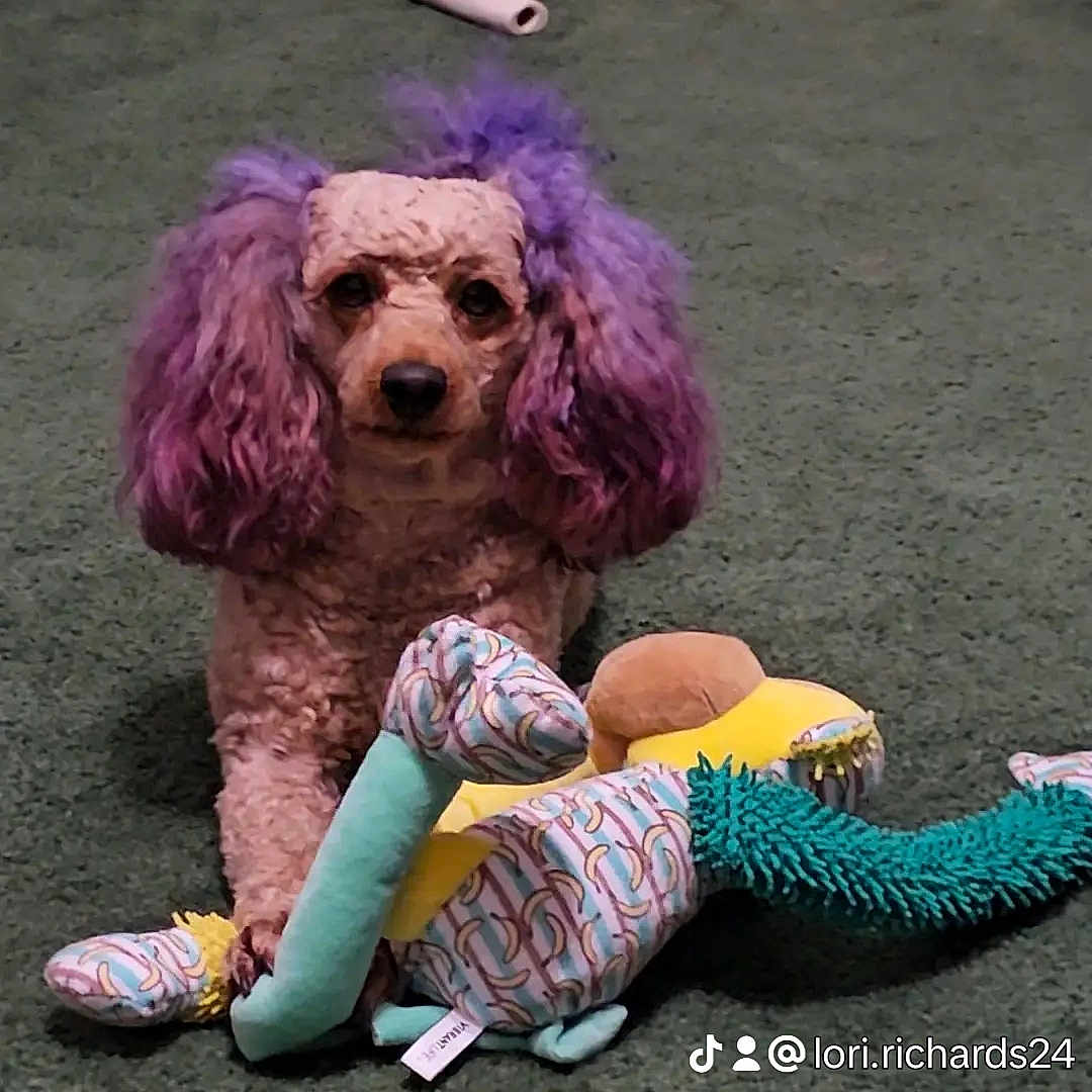 Candy joined the competition — help win amazing prizes! animal, ball, canine, clothing, cockerspaniel, costume, couch, cushion, dog, furniture, homedecor, pet, plush, poodle, puppy, sport, tennis, tennisball, terrier, toy