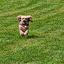 Candy joined the competition — help win amazing prizes! active, animal, canine, collar, daylight, dog, ears, field, fur, grass, greenery, happy, joy, nature, outdoor, pet, playful, running, summer, tag