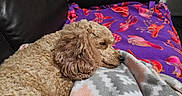 Candy joined the competition — help win amazing prizes! dog, curly_hair, sleeping, blanket, couch, indoor, cozy, fur, resting, pet, comfort, furniture, home, animal, relaxation, patterned_blanket, purple_blanket, soft_texture, canine, domestic