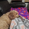 dog, curly_hair, sleeping, blanket, couch, indoor, cozy, fur, resting, pet, comfort, furniture, home, animal, relaxation, patterned_blanket, purple_blanket, soft_texture, canine, domestic