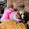 Candy joined the competition — help win amazing prizes! dog, poodle, pet, pink_tutu, pink_sweater, couch, pillow, polka_dot, blanket, indoor, cozy, furniture, cute, animal, fur, relaxed, seated, domestic_animal, home, fashion