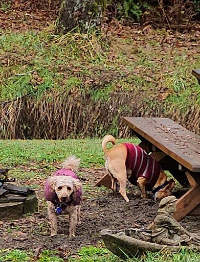 Chachi is registered to the contest to win money with this photo: canidae, carnivore, companion_dog, dog, dog_breed, fawn, forest, grass, grass_family, groundcover, landscape, leisure, outdoor_furniture, plant, soil, tree, wildlife, wood, woodland, working_animal