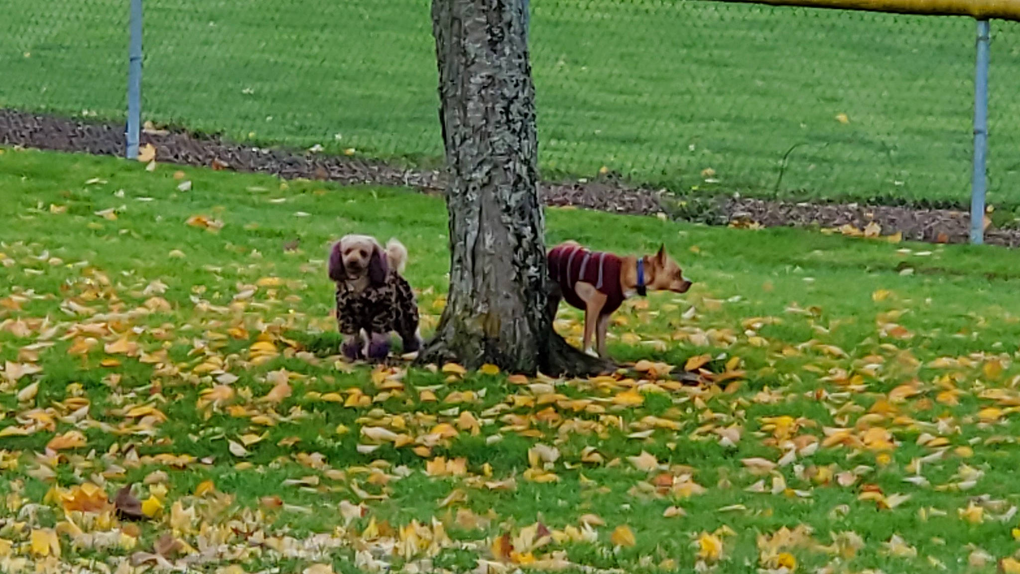 Chachi joined the competition — help win amazing prizes! autumn, carnivore, companion_dog, deciduous, dog, dog_breed, grass, grassland, groundcover, guard_dog, landscaping, lawn, pasture, plant, shrub, tail, tree, trunk, working_animal, working_dog