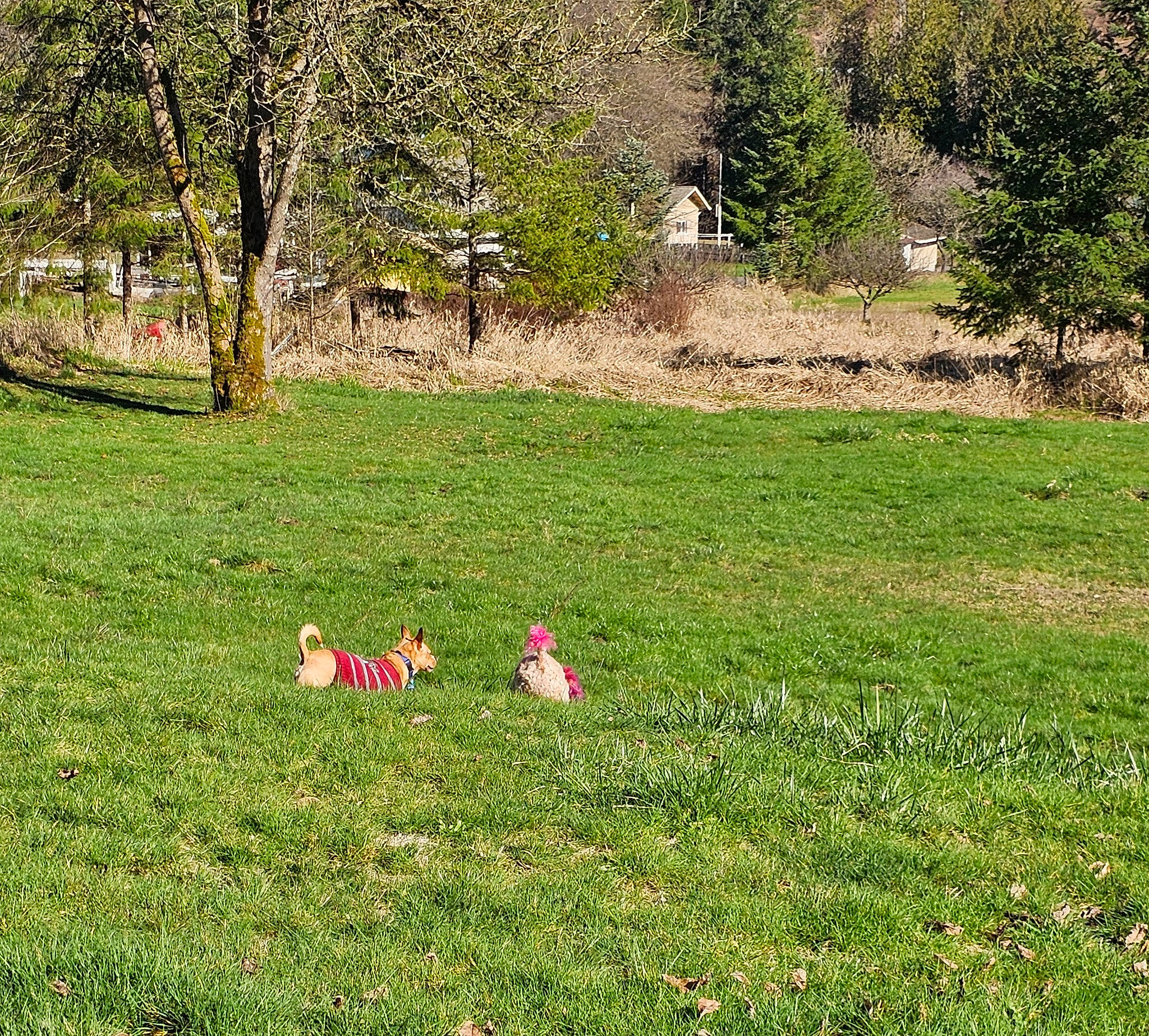 Chachi joined the competition — help win amazing prizes! field, garden, grass, grass_family, grassland, grazing, groundcover, land_lot, landscape, lawn, meadow, natural_landscape, pasture, people_in_nature, plant, prairie, shrub, tree, vegetation, wildlife