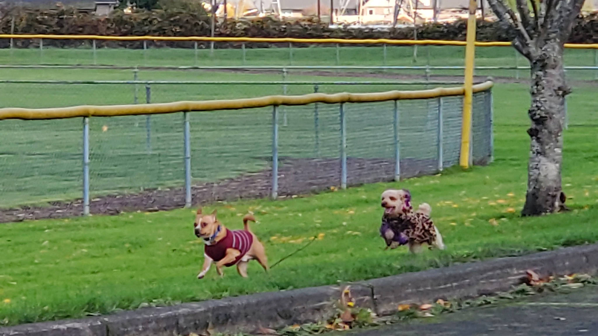 Chachi joined the competition — help win amazing prizes! carnivore, companion_dog, dog, dog_breed, fawn, fence, garden, grass, home_fencing, landscape, lawn, leash, leisure, pasture, plant, recreation, sporting_group, tree, vertebrate, working_animal