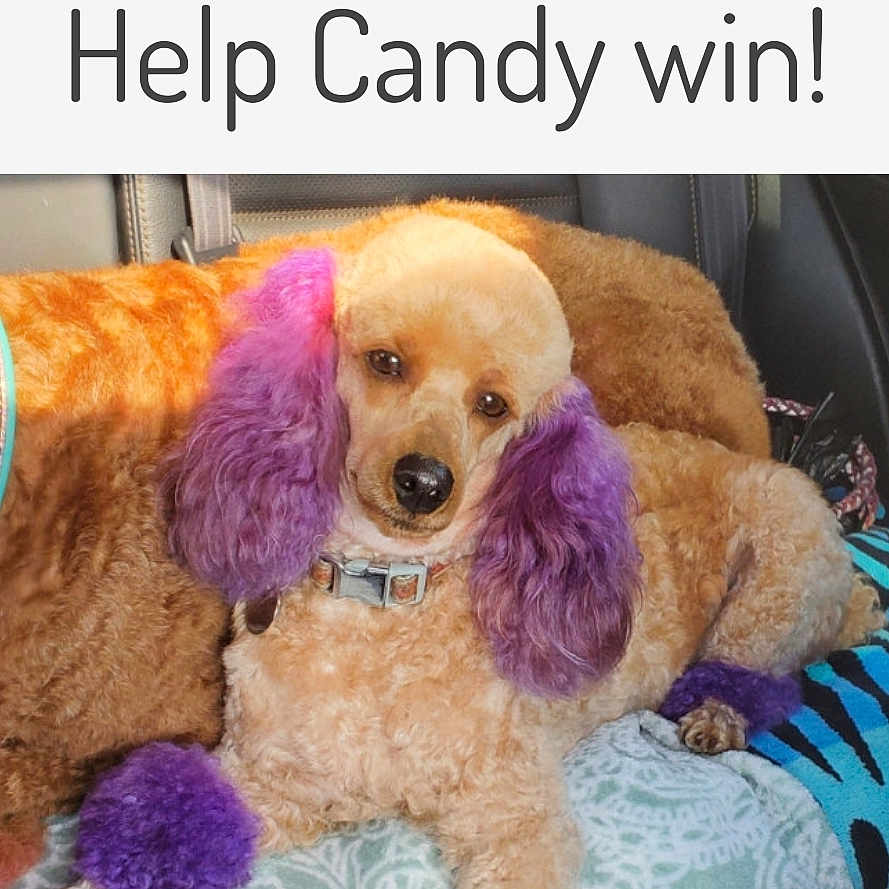Candy