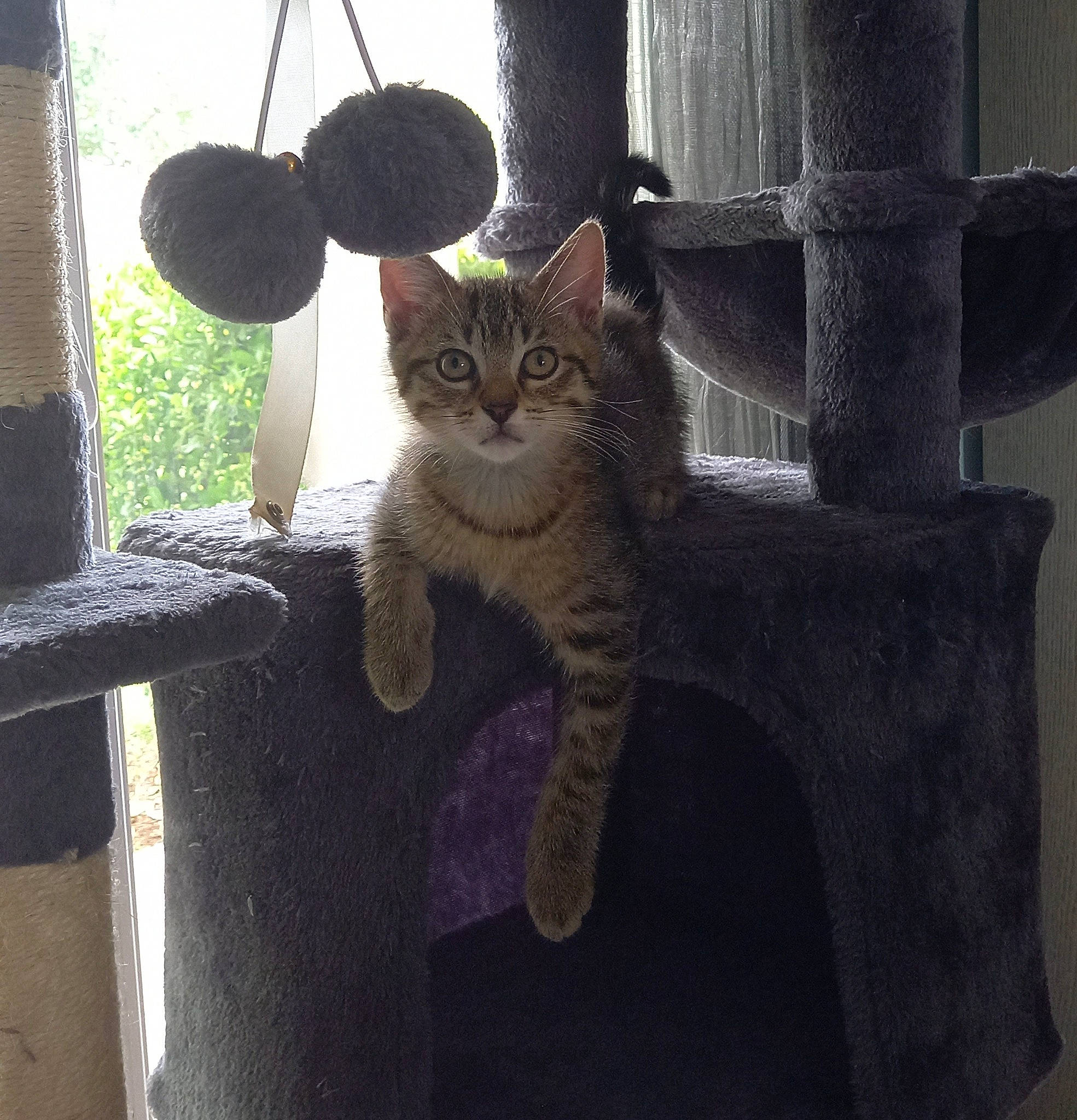 Balthazar a rejoint le concours — aidez-le/la à gagner de superbes lots ! carnivore, cat, domestic_short_haired_cat, eye, fawn, felidae, fur, grey, paw, small_to_medium_sized_cats, snout, tail, tints_and_shades, tree, twig, vertebrate, whiskers, wildlife, window, wood