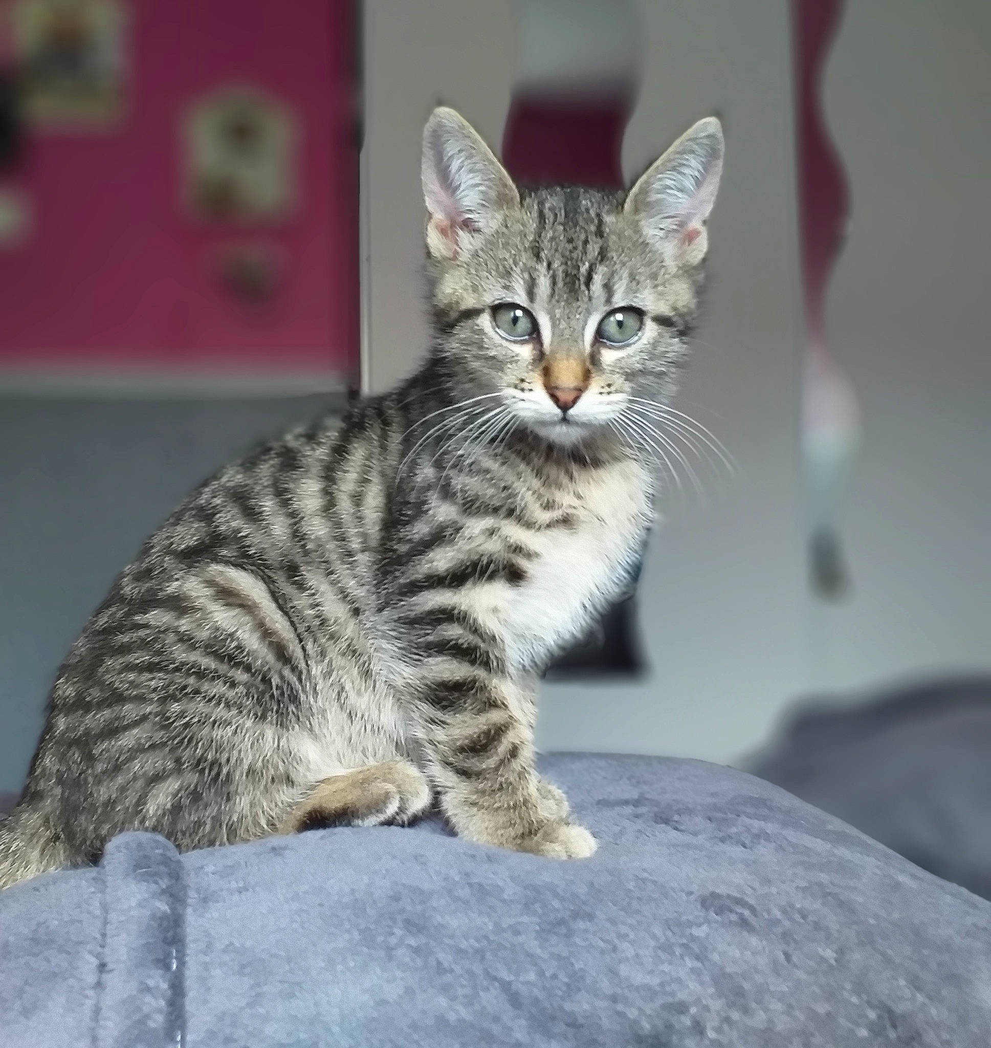 Django participe au concours pour gagner de l'argent avec cette photo : carnivore, cat, domestic_short_haired_cat, felidae, fur, paw, sitting, small_to_medium_sized_cats, snout, tail, terrestrial_animal, whiskers, wildlife