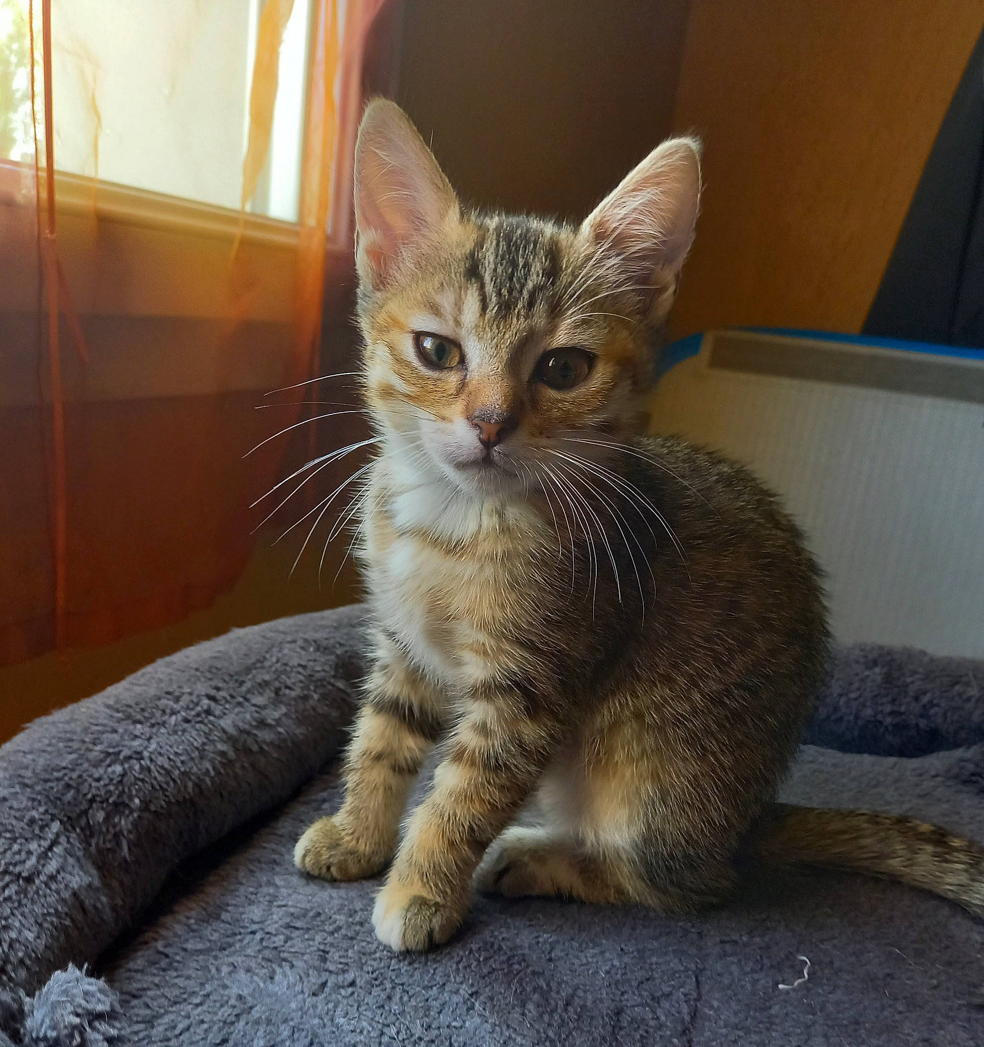 Tina a rejoint le concours — aidez-le/la à gagner de superbes lots ! carnivore, cat, claw, comfort, domestic_short_haired_cat, fawn, felidae, fur, paw, sitting, small_to_medium_sized_cats, snout, tail, terrestrial_animal, whiskers, wildlife, window