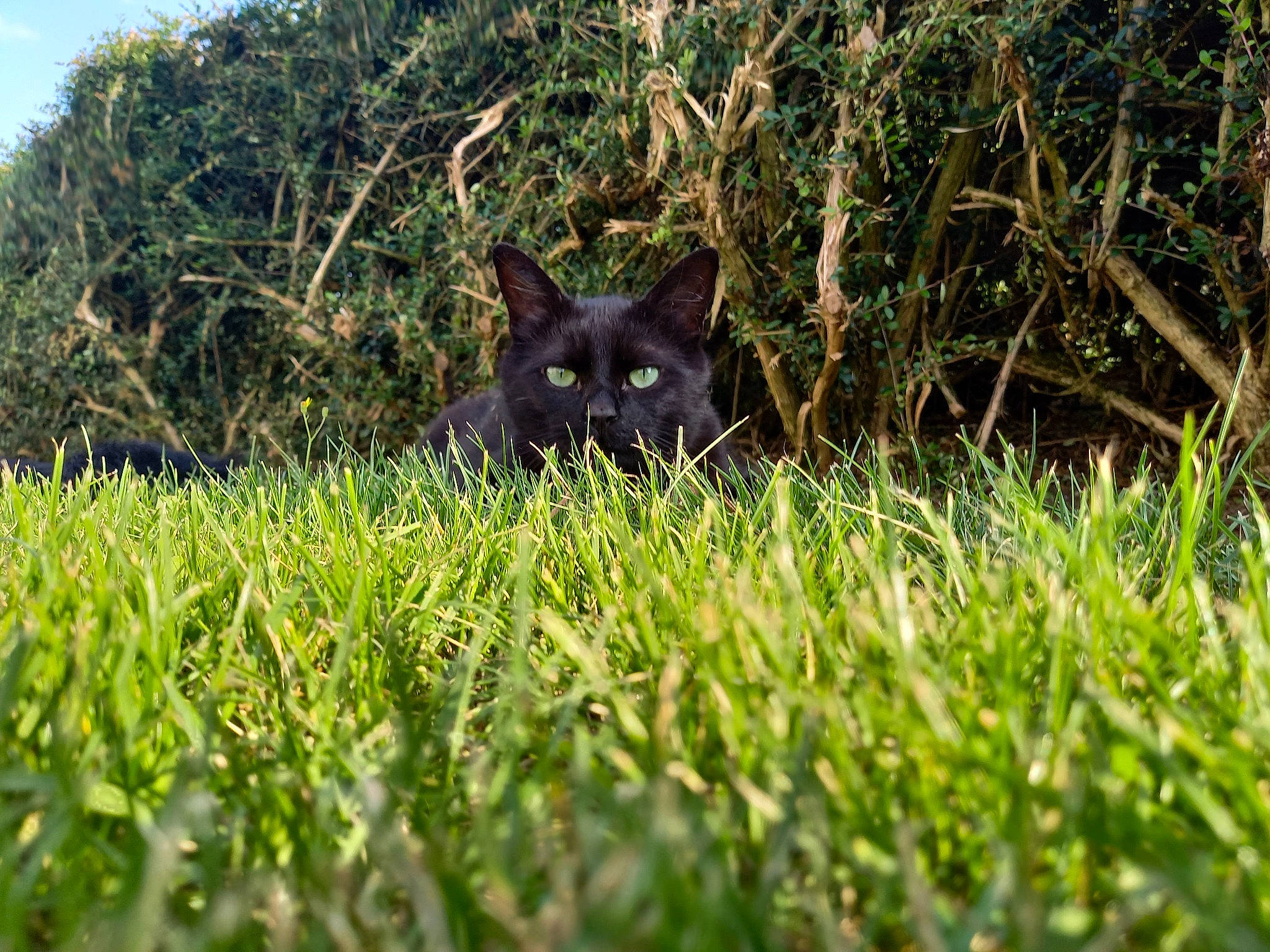 Shadow participe au concours pour gagner de l'argent avec cette photo : bombay, carnivore, cat, domestic_short_haired_cat, electric_blue, eye, felidae, grass, grassland, groundcover, iris, lawn, plant, small_to_medium_sized_cats, snout, tail, terrestrial_animal, terrestrial_plant, tree, whiskers