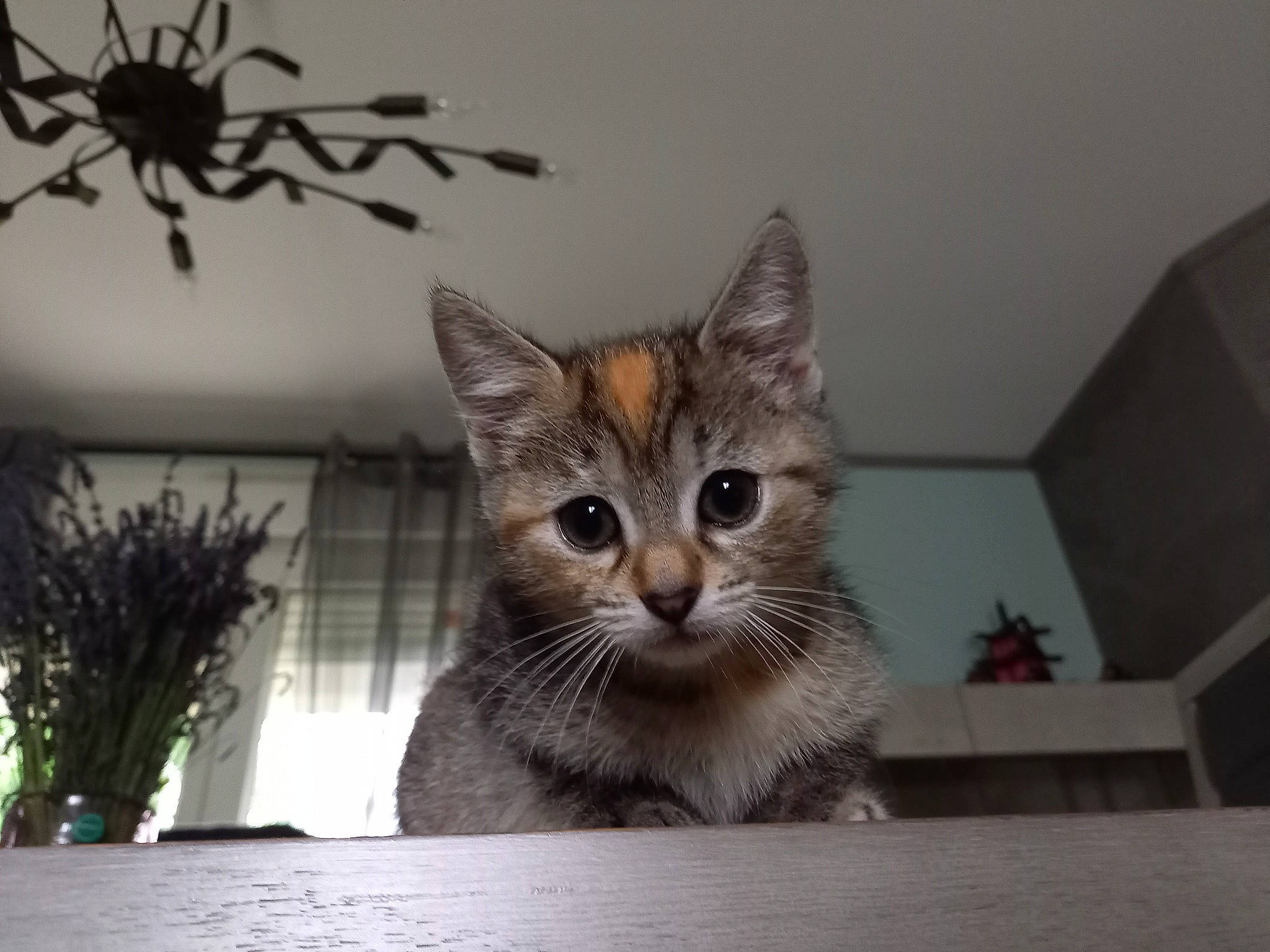 Stella participe au concours pour gagner de l'argent avec cette photo : arachnid, arthropod, carnivore, cat, domestic_short_haired_cat, felidae, flowerpot, fur, houseplant, paw, plant, small_to_medium_sized_cats, snout, spider, tail, tree, twig, whiskers, window, wood